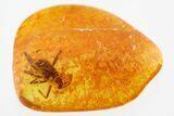 Detailed Fossil Water Treader (Mesoveliidae) In Baltic Amber - Rare! #310809-1
